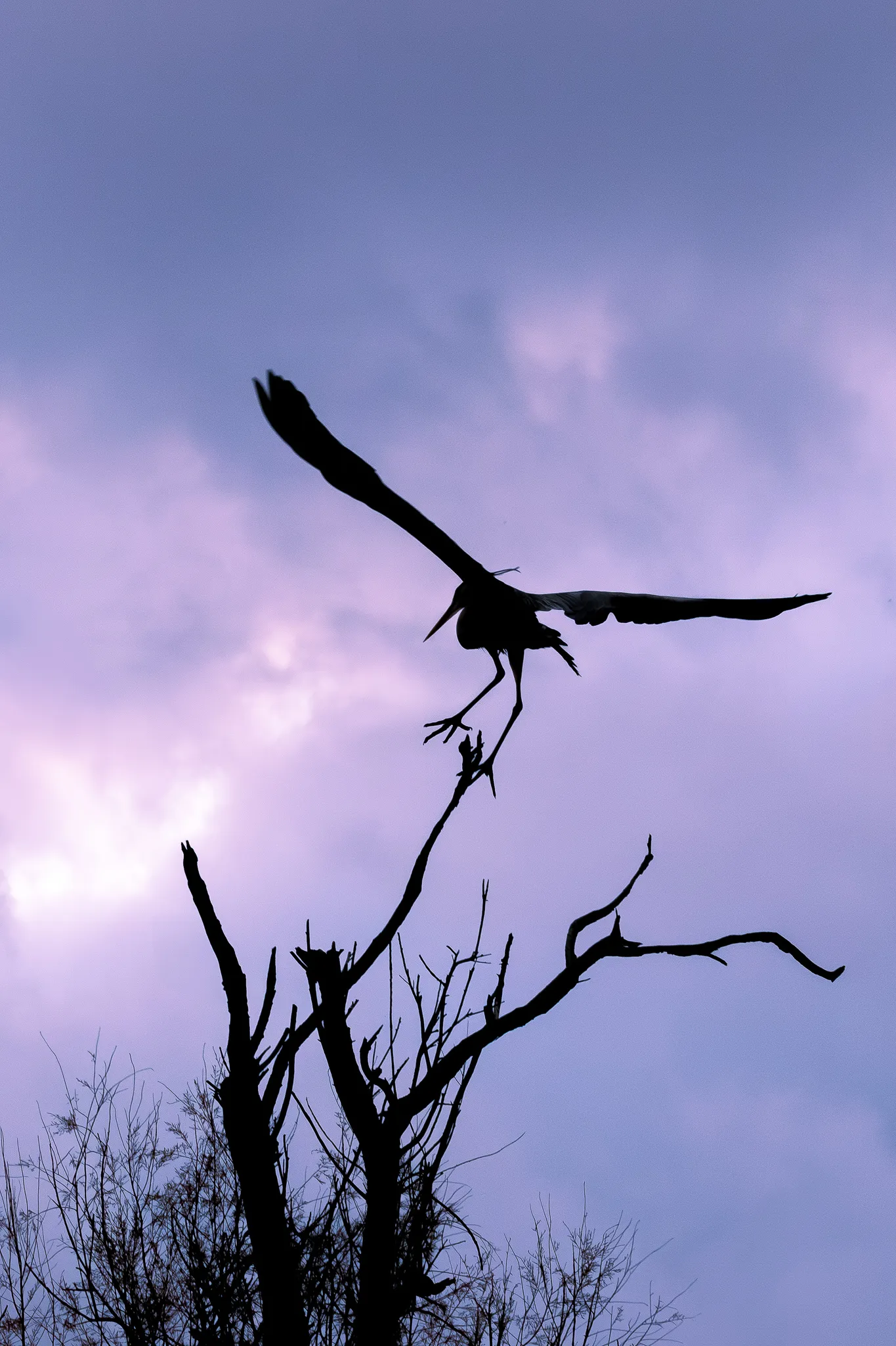 MDY - Silhouette (1 sur 6).jpg